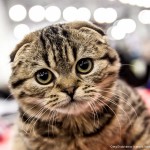 XI Международная выставка кошек «Гран-при Royal Canin»