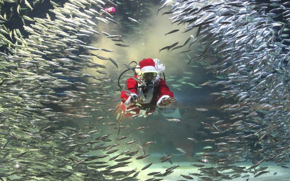 Водолаз в костюме Санта Клауса плавает среди сардин в аквариуме «Coex Aquarium» в Сеуле, Южная Корея, 11 декабря. (Ahn Young-joon / AP)