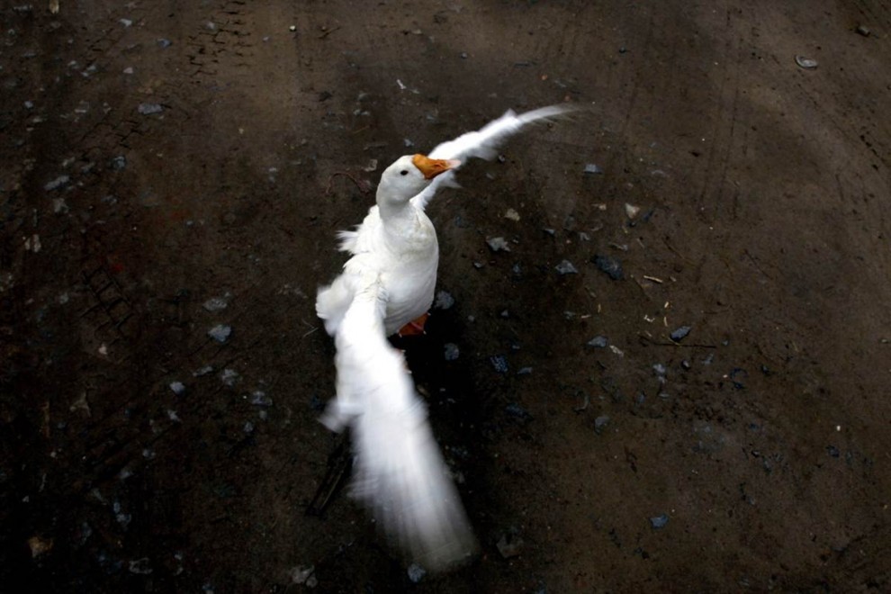 Гусь отряхивает крылья возле искусственного пруда в Нью-Дели, Индия, 11 декабря. (Anindito Mukherjee / EPA)