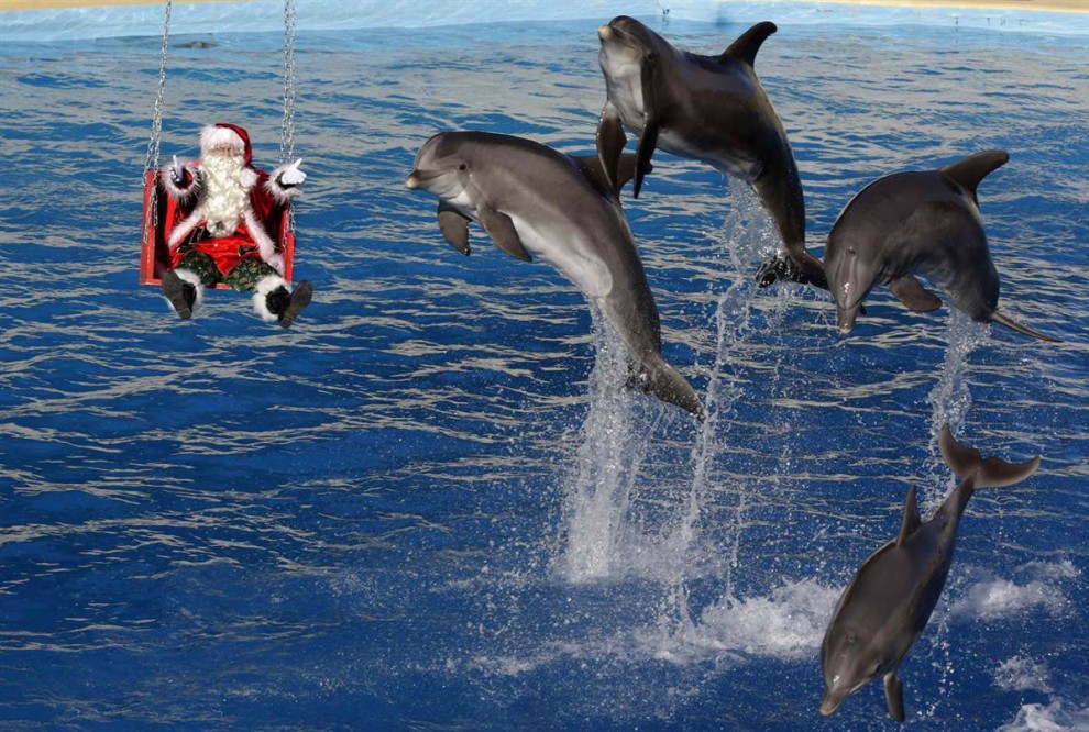 Дельфины выпрыгивают из воды возле мужчины в костюме Санта Клауса в аквапарке «Marineland» в Антибе, Франция, 11 декабря. 