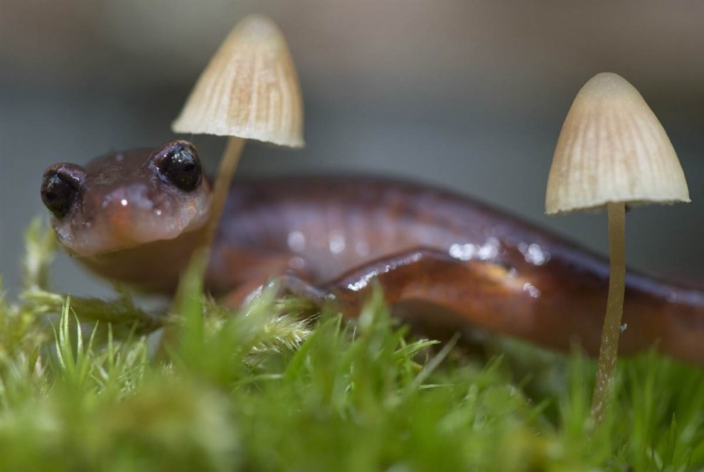 Саламандра ползёт по бревну, заросшему мхом и грибами, во влажном лесу в Элктоне, штат Орегон, 9 декабря. (Robin Loznak)