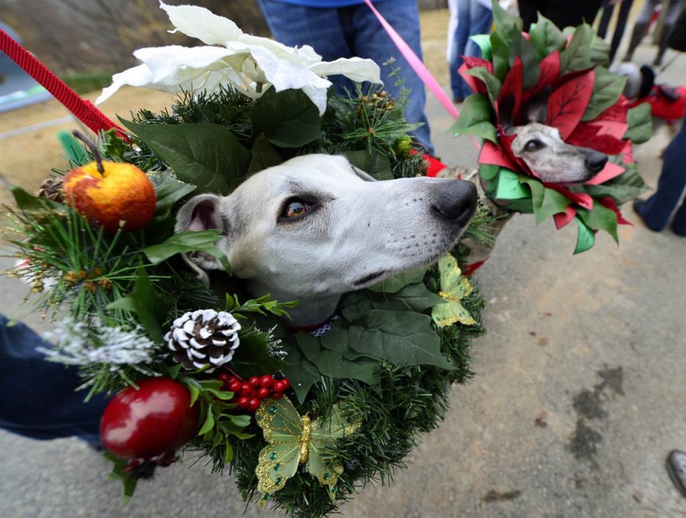 Собаки в рождественских венках принимают участие в параде «Reindog Parade» в Ботаническом саду Атланты, штат Джорджия, 8 декабря. (Erik S. Lesser / EPA)