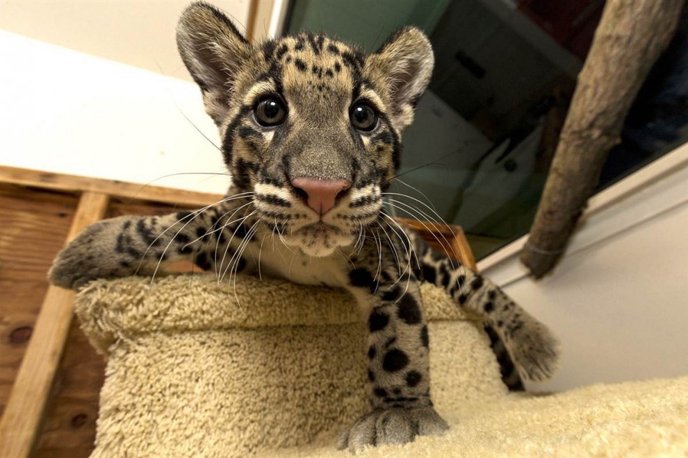 Рики-сан, детёныш дымчатого леопарда 14 недель отроду, находится в зоопарке Сан-Диего, 6 декабря. 