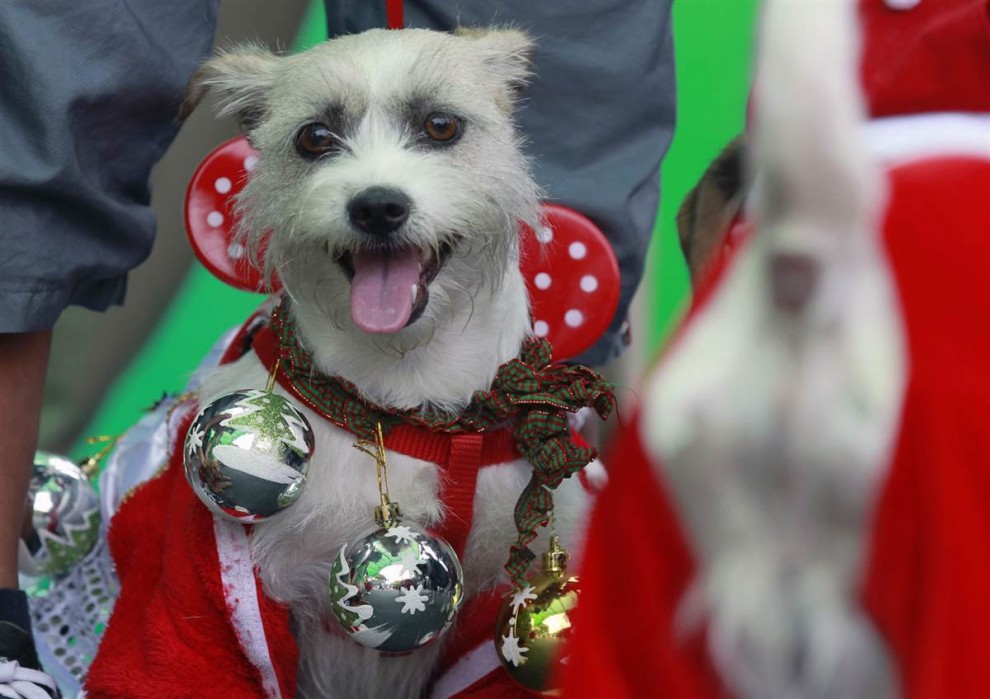 Собака в новогоднем костюме 