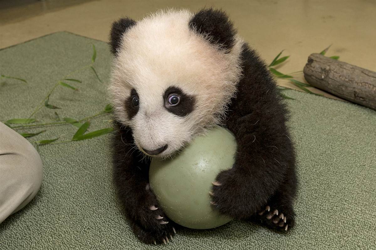 Детёныш панды
