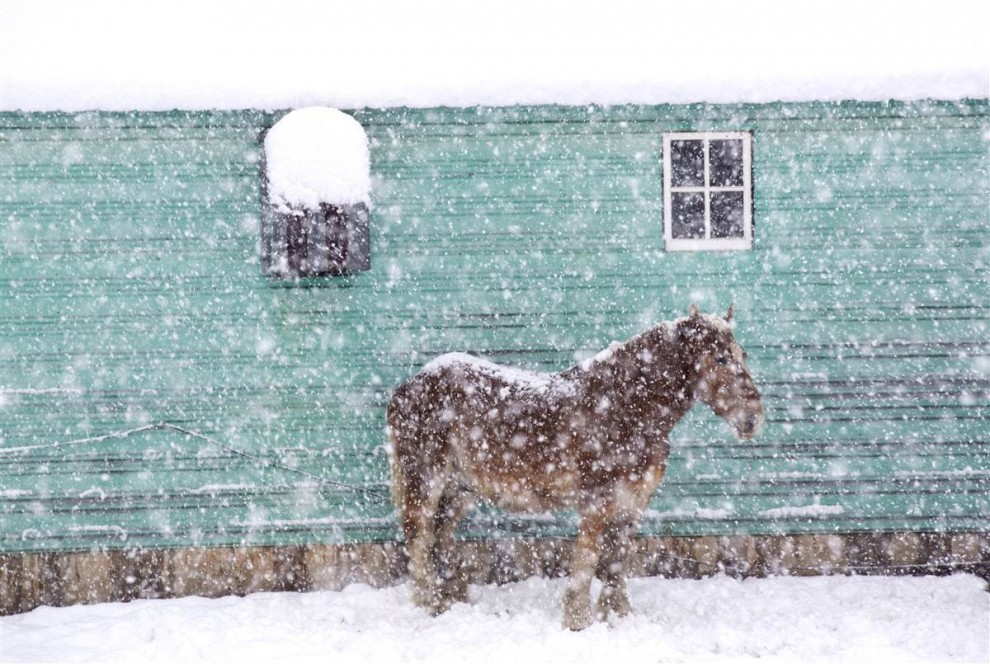 Лошадь в снегу