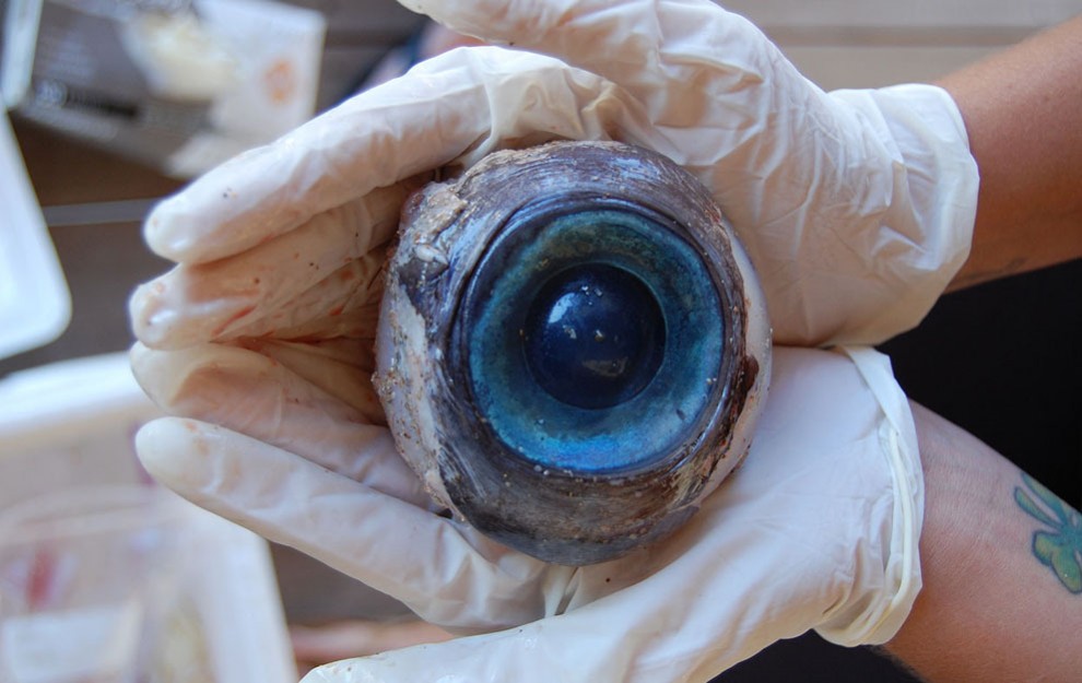 Глаз рыбы