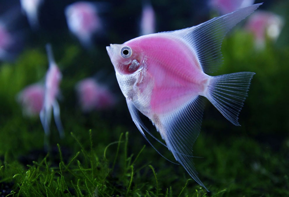 Розовая рыба