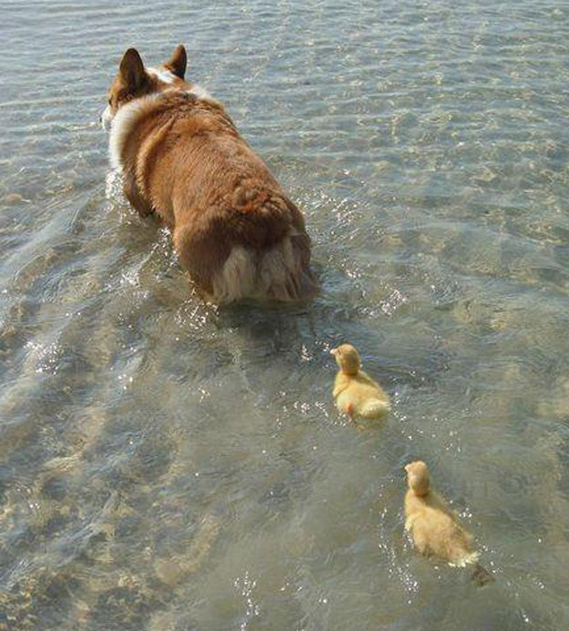 3. Инструкторы по плаванию для собаки