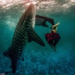 Подводная фотосессия с китовыми акулами