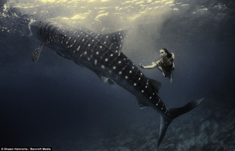 Фотосессия с китовыми акулами