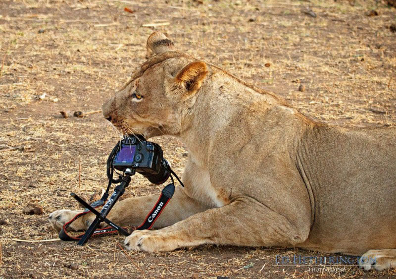Львица и фотоаппарат