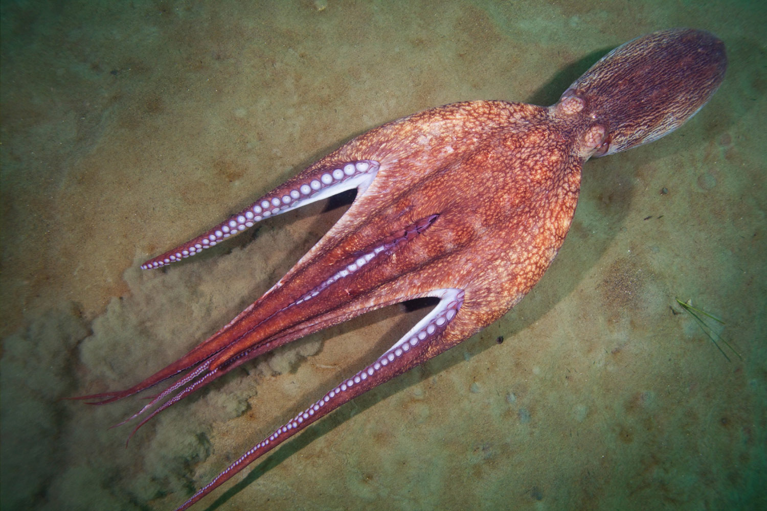 Гигантский осьминог (Enteroctopus dofleini)