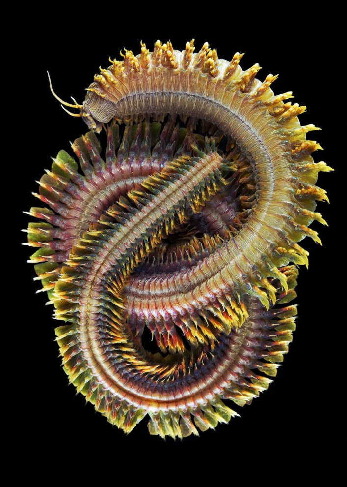 Многощетинковый червь Nereis virens