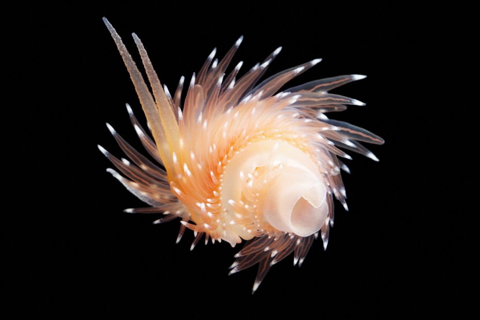 Голожаберный моллюск Coryphella polaris