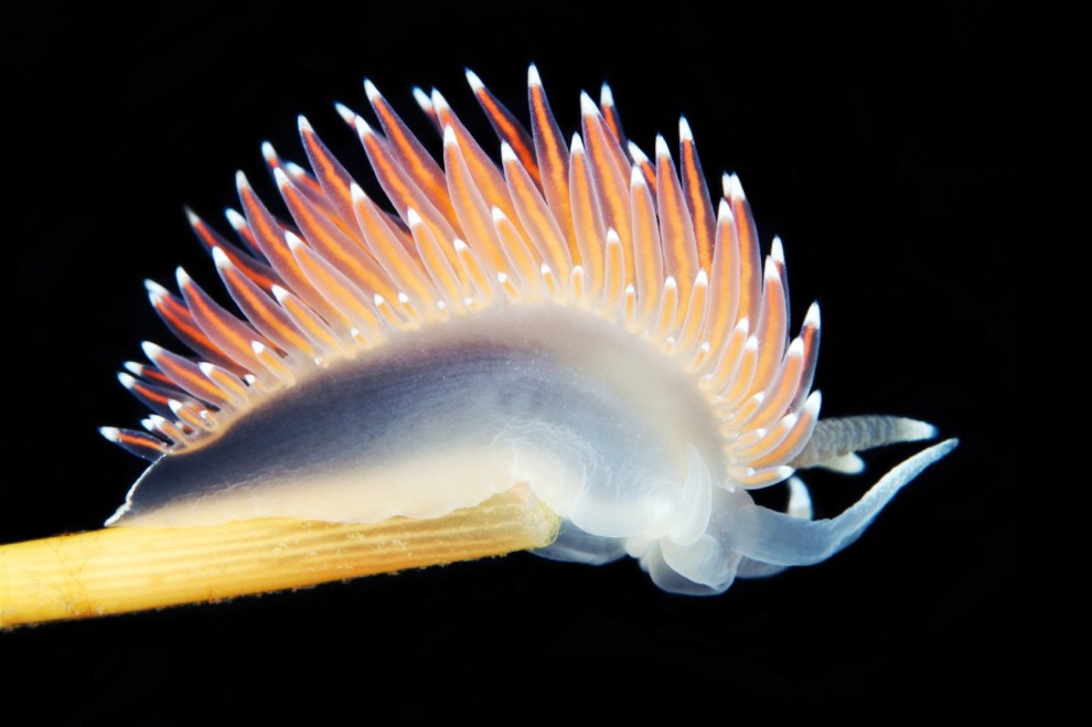 Голожаберный моллюск Coryphella verrucosa.