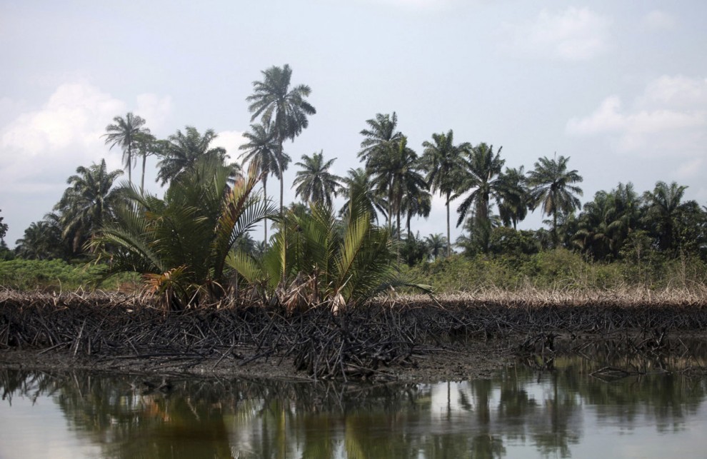 Загрязнённые мангровые заросли