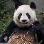 Про сытое царство лени: репортаж из крупнейшего питомника панд