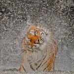 Победители фотоконкурса от National Geographic 2012