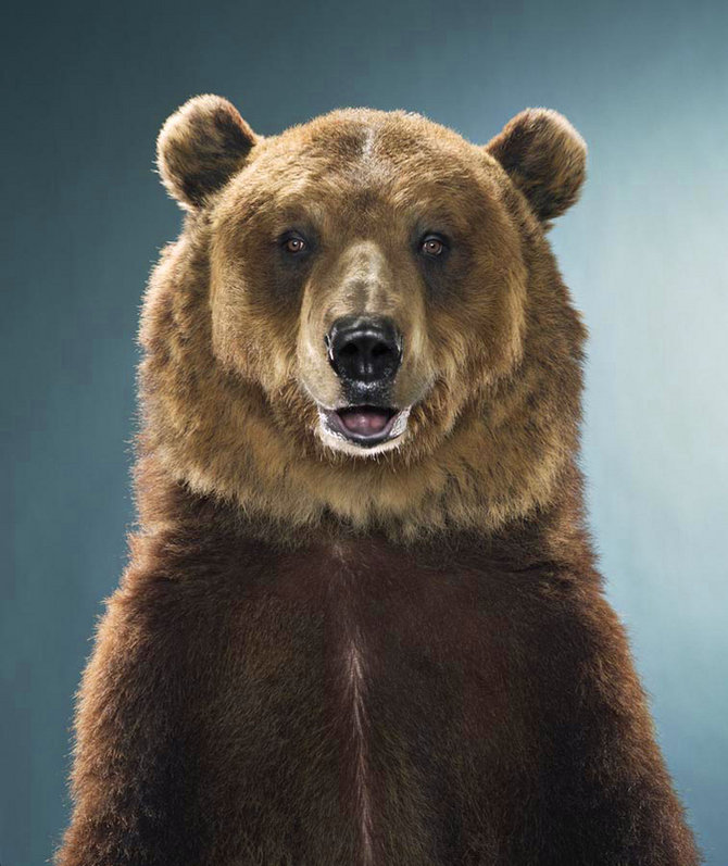 Портреты медведей