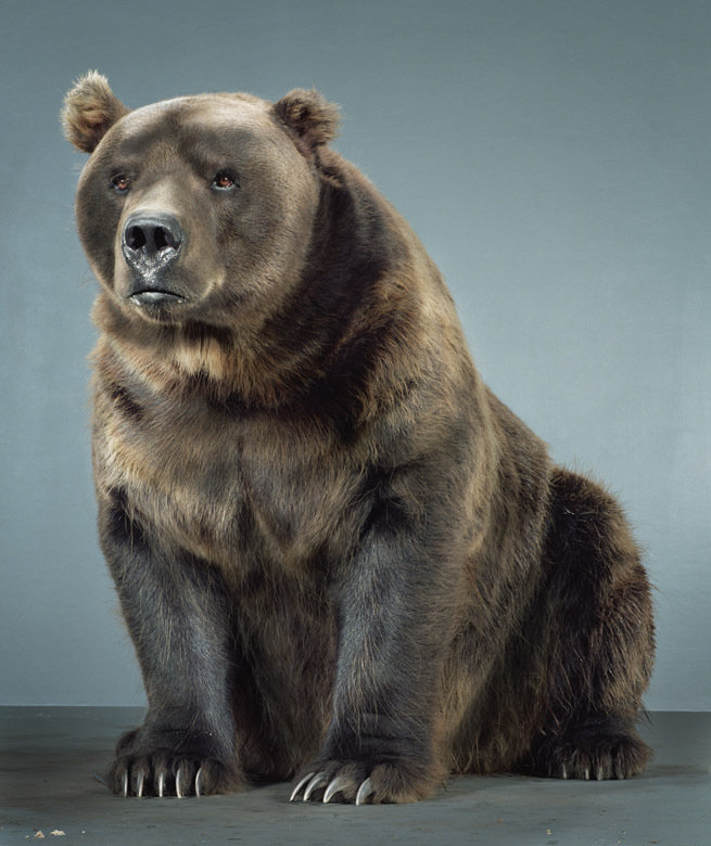 Портреты медведей