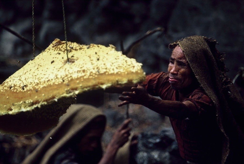 Собиратели меда в Непале