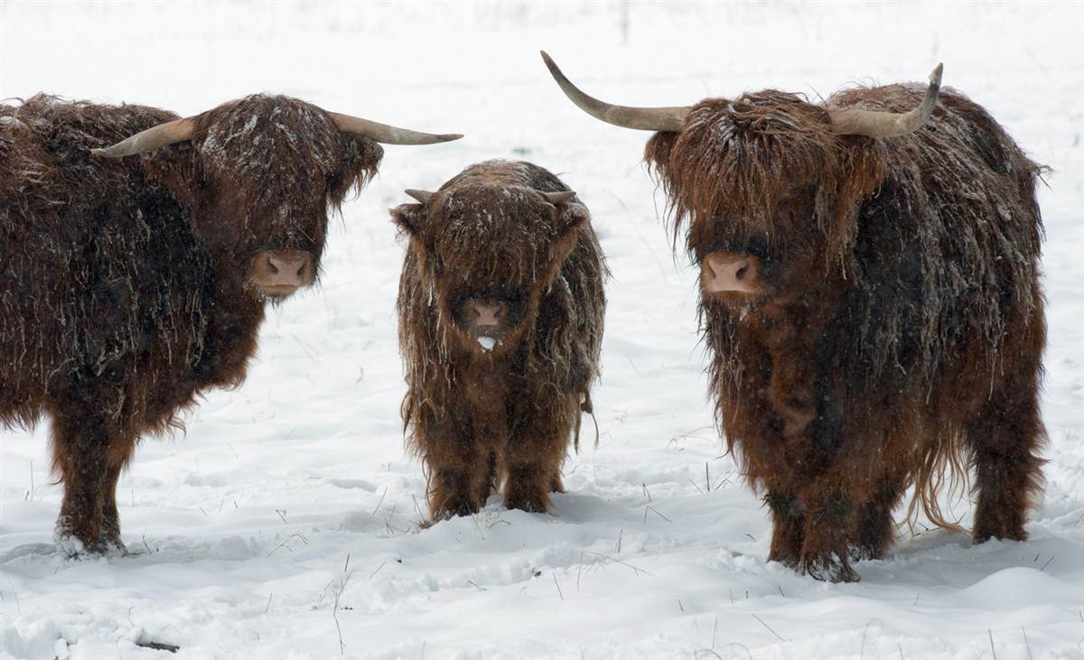 Шотландские высокогорные коровы