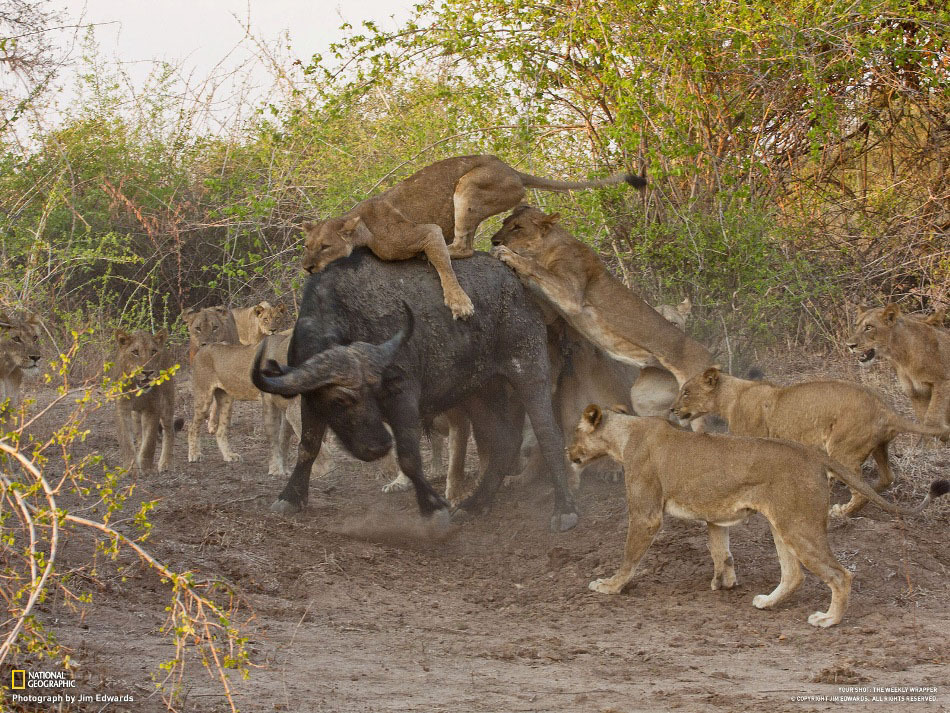 8 львов и 12 львиц нападают на одного буйвола, South Luanga, Замбия. Спустя 36 часов от него остался только скелет. (Jim Edwards)