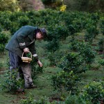 Выращивание чая в Англии