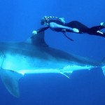 Катание на большой белой акуле