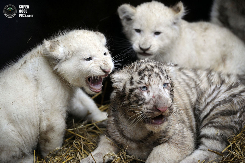 Белые львята и тигрята