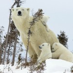 Милая семейка: медведица с медвежатами
