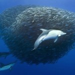 Охота дельфинов и акул на скумбрию