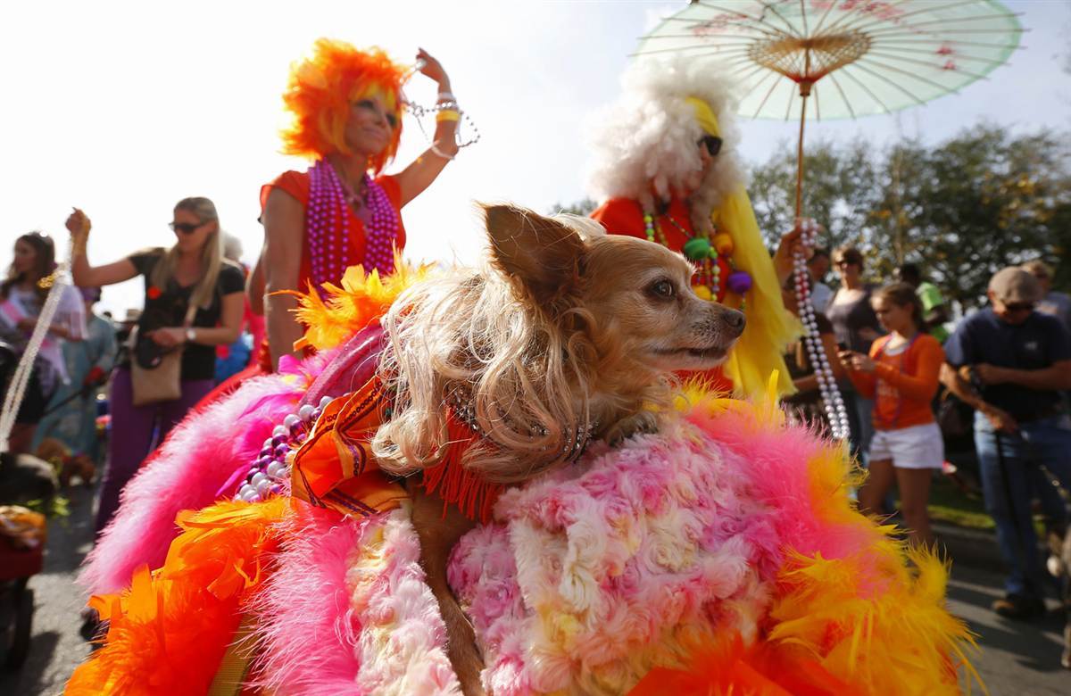 Собака на параде