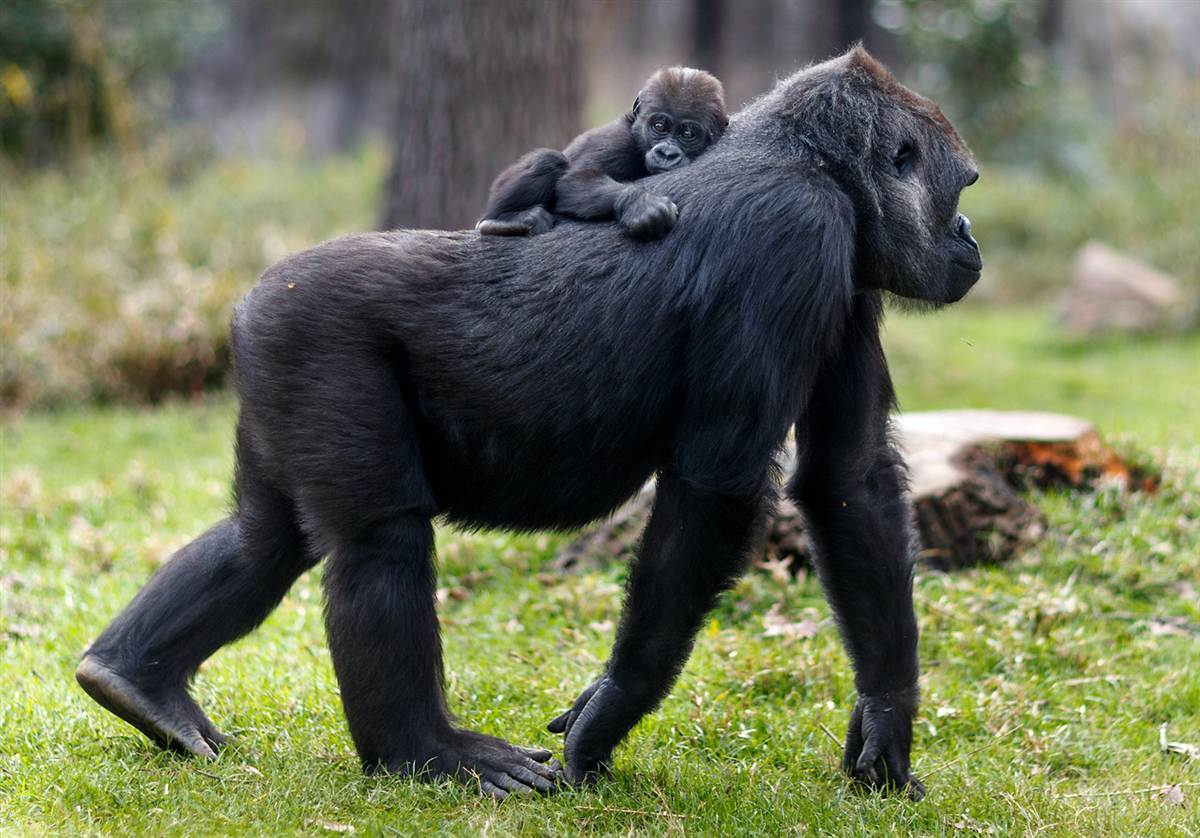 Животные горилла