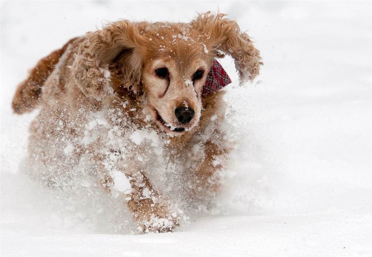 Собачка в снегу