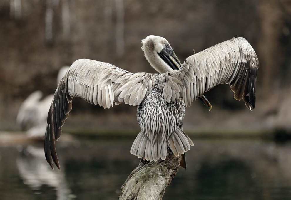 Американский бурый пеликан