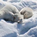Запоминающиеся фотографии Арктики
