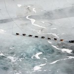 Гонка на собачьих упряжках «Iditarod» 2013