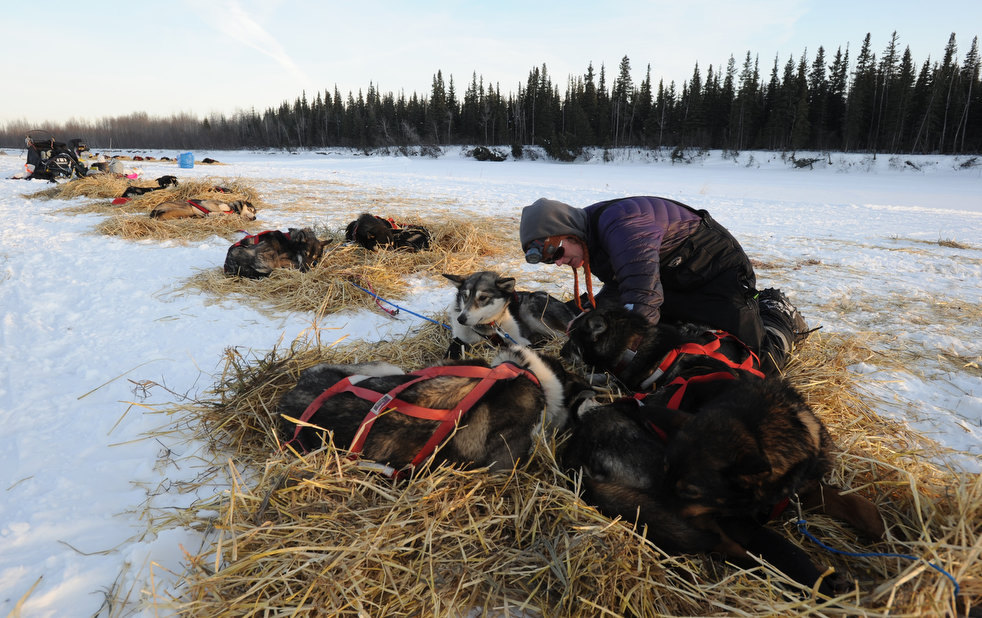 Гонка на собачьих упряжках  «Iditarod» 2013 