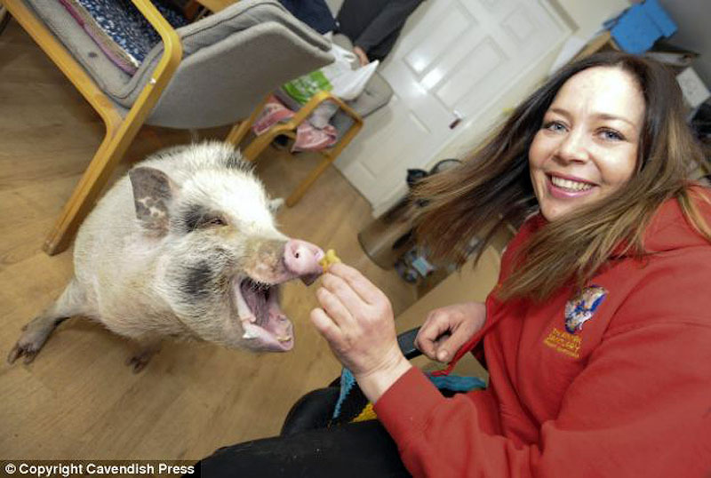 Домашняя свинья
