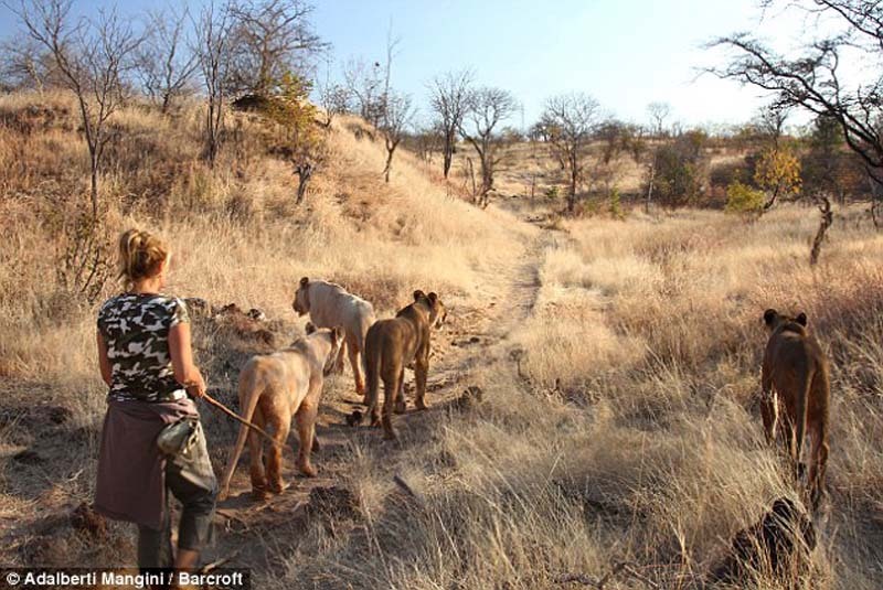 Прогулки со львами и гепардами