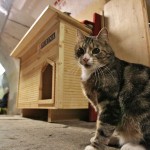 В Петербурге отмечают День эрмитажного кота