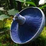 Самые красивые грибы в мире
