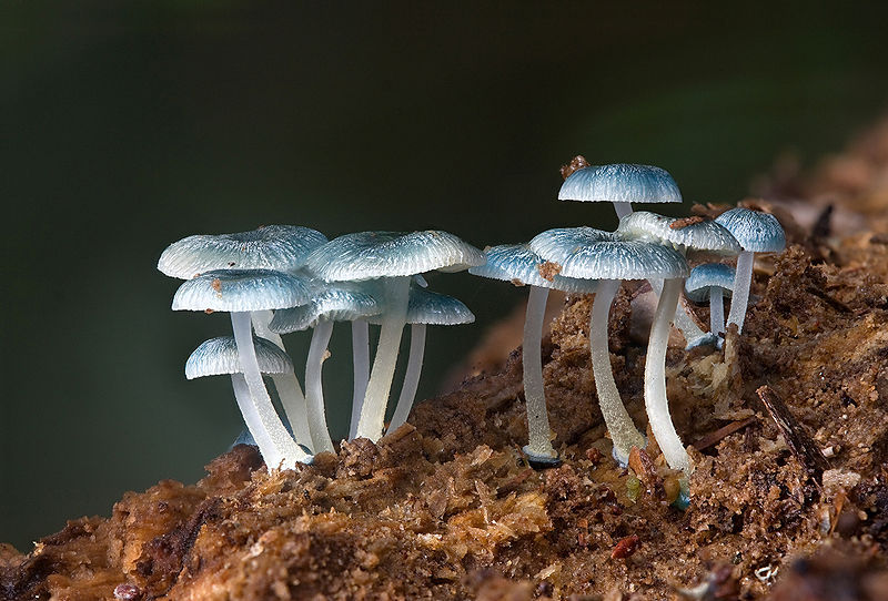 Красивые грибы