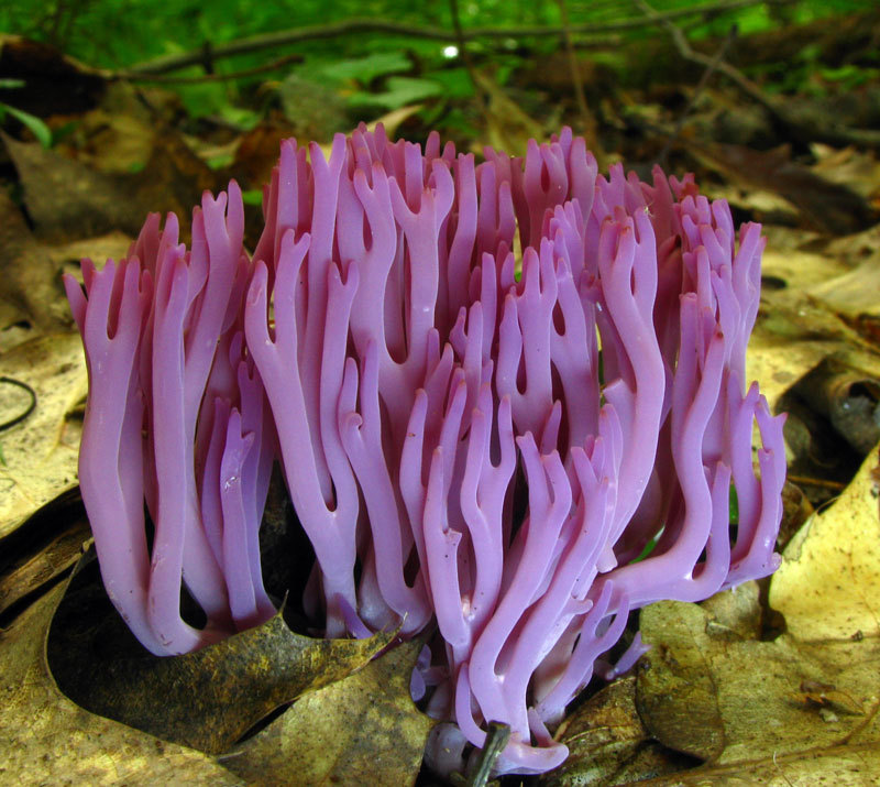 Клавария бледно-бурая (Clavaria zollingeri). Широко распространенный вид грибов. Он имеет трубообразное фиолетовое или розовато-сиреневое тело, вырастающее до 10 см в высоту и 7 см в ширину. Кончики хрупких и тонких ответвлений обычно закругленные и коричневатые. Это сапробный вид грибов, он поглощает питательные вещества, расщепляя органическое вещество. Обычно растет на земле.