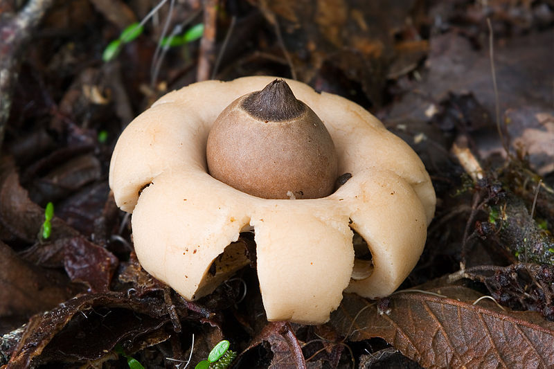 Красивые грибы