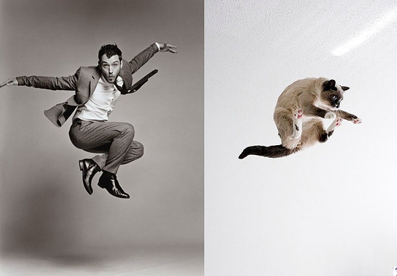 Коты против моделей