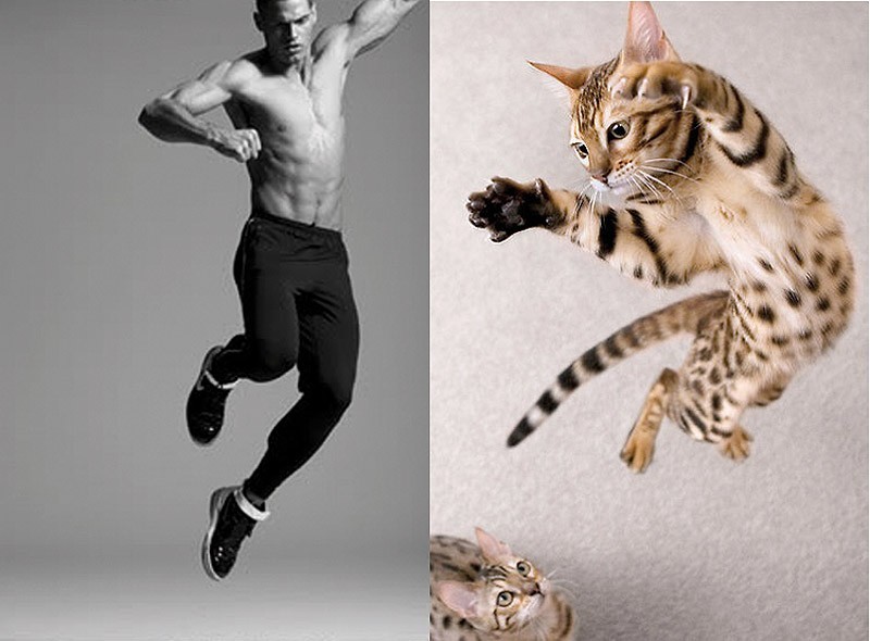 Коты против моделей