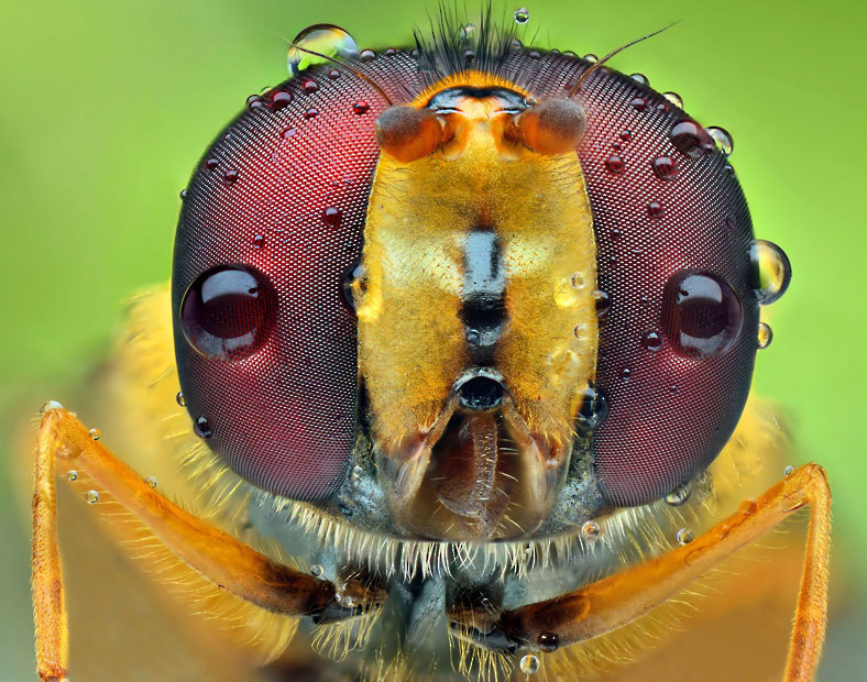 Портреты насекомых